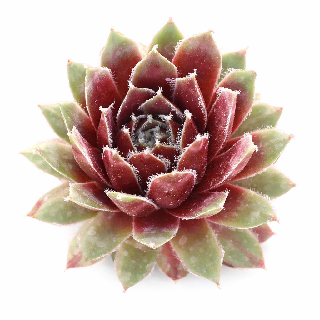 Sempervivum 'Soothsayer' on a white background, green succulents, indoor succulents, succulent care guide, buy succulents online