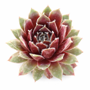 Sempervivum 'Soothsayer' in a plastic pot on a white background, green succulents, indoor succulents, succulent care guide, buy succulents online