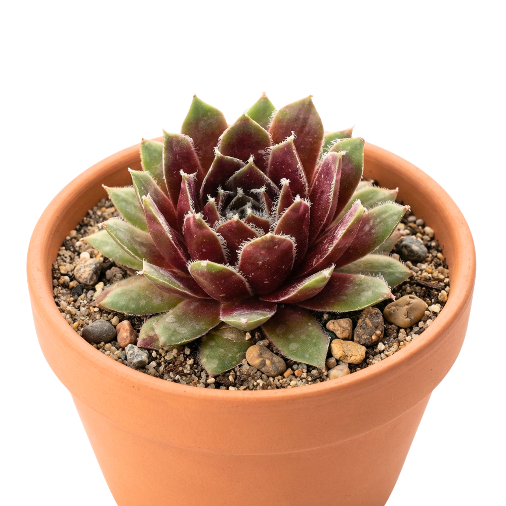 Sempervivum 'Soothsayer' in a clay pot on a white background, green succulents, indoor succulents, succulent care guide, buy succulents online