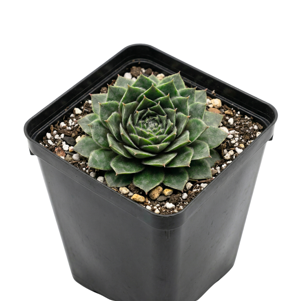 Sempervivum 'Soothsayer' in a plastic pot on a white background, green succulents, indoor succulents, succulent care guide, buy succulents online