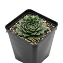 Sempervivum 'Soothsayer' in a plastic pot on a white background, green succulents, indoor succulents, succulent care guide, buy succulents online