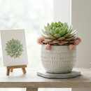 8-pack of 2" live plants for sale. Pick eight favorite plants and enjoy a variety of compact plants in 2" pots. Great for plant collections, gifting, decorating small spaces, and indoor gardening.