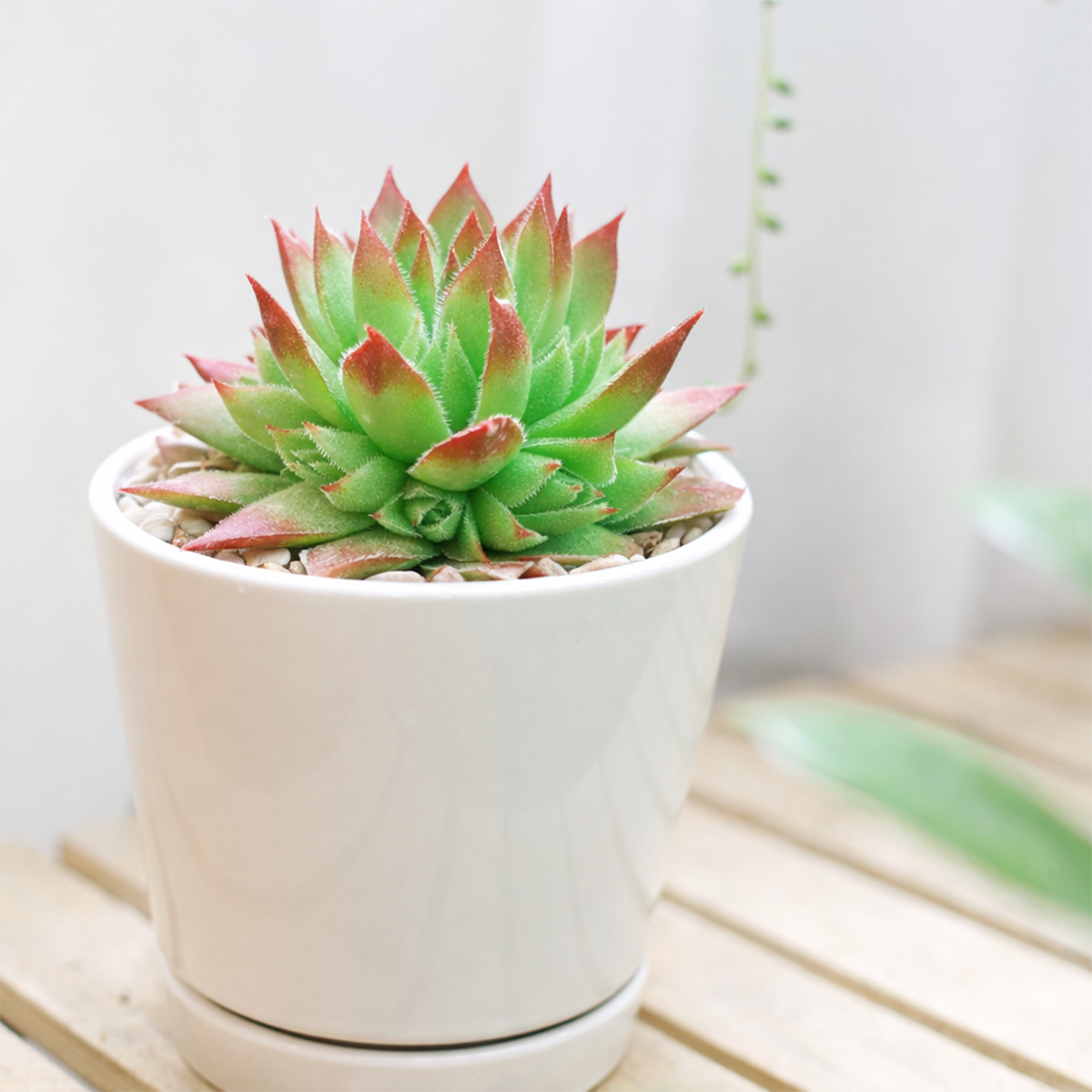 Sempervivum 'Stefan'