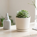 8-pack of 2" live plants for sale. Pick eight favorite plants and enjoy a variety of compact plants in 2" pots. Great for plant collections, gifting, decorating small spaces, and indoor gardening.