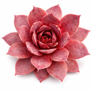 8-pack of 2" live plants for sale. Pick eight favorite plants and enjoy a variety of compact plants in 2" pots. Great for plant collections, gifting, decorating small spaces, and indoor gardening.