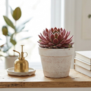 8-pack of 2" live plants for sale. Pick eight favorite plants and enjoy a variety of compact plants in 2" pots. Great for plant collections, gifting, decorating small spaces, and indoor gardening.