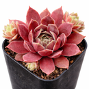 2 inch Sempervivum 'Trazo', red succulents, indoor succulents, succulent care guide, buy succulents online