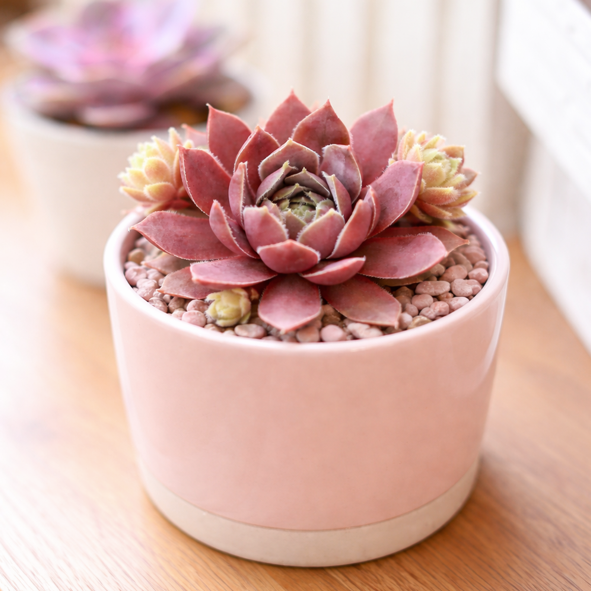 2 inch Sempervivum 'Trazo', red succulents, indoor succulents, succulent care guide, buy succulents online