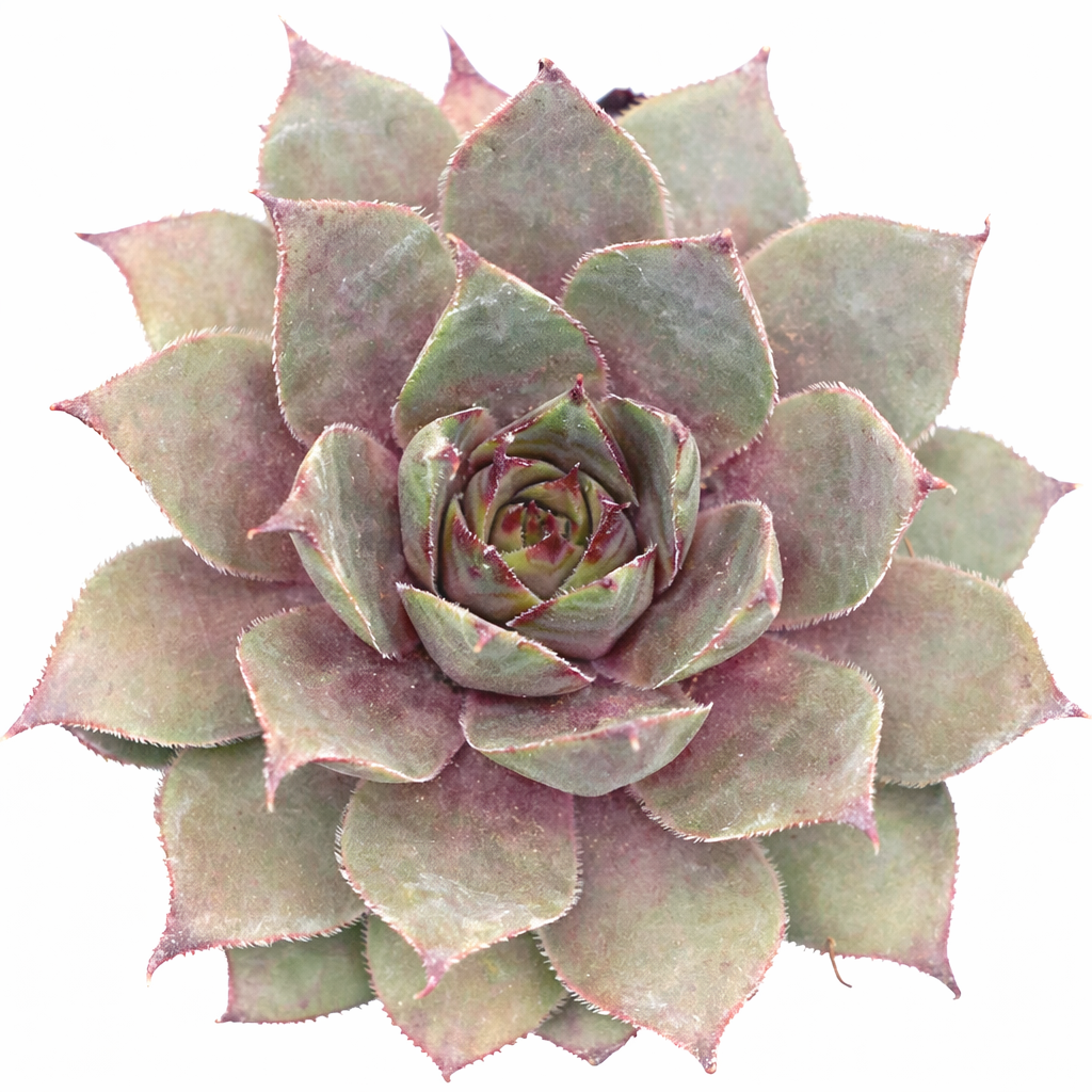Sempervivum 'Twilight Blues' succulent for sale online, green succulent, succulent gift ideas