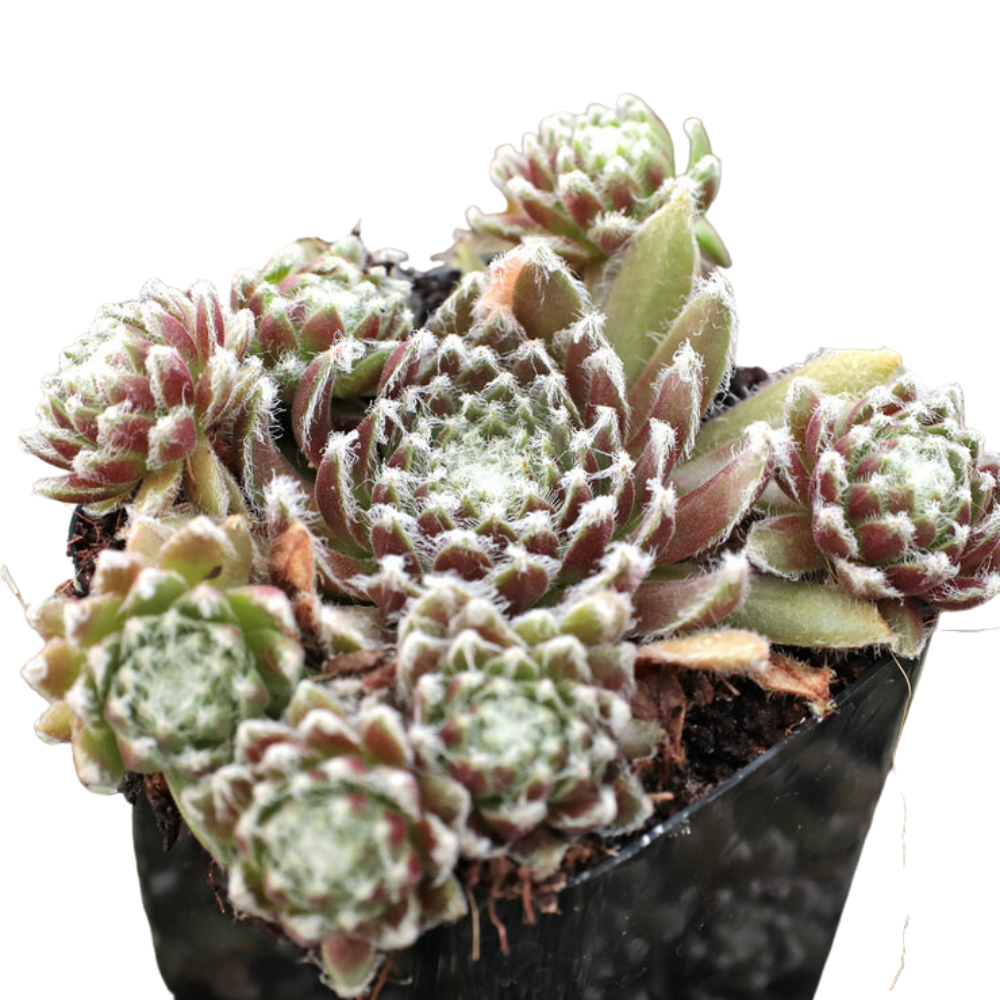 Potted Sempervivum 'Urmina' on a white background, green succulents, indoor succulents, succulent care guide, buy succulents online