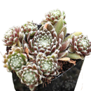 Potted Sempervivum 'Urmina' on a white background, green succulents, indoor succulents, succulent care guide, buy succulents online