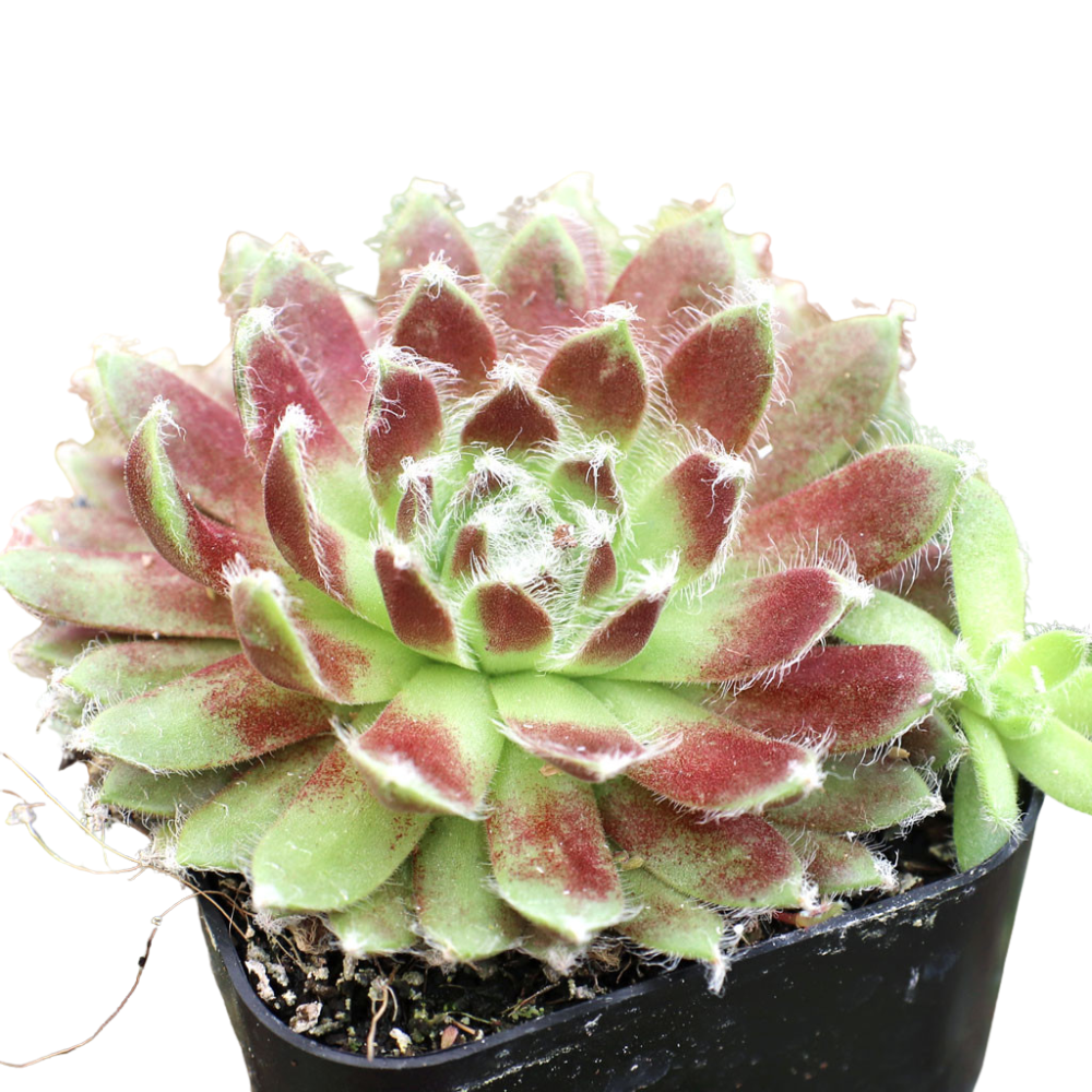 Sempervivum 'Urmina' in a plastic pot on a white background, green succulents, indoor succulents, succulent care guide, buy succulents online