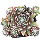 Potted Sempervivum 'Urmina' on a white background, green succulents, indoor succulents, succulent care guide, buy succulents online