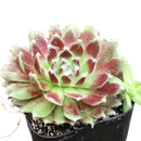 Potted Sempervivum 'Urmina' on a white background, green succulents, indoor succulents, succulent care guide, buy succulents online