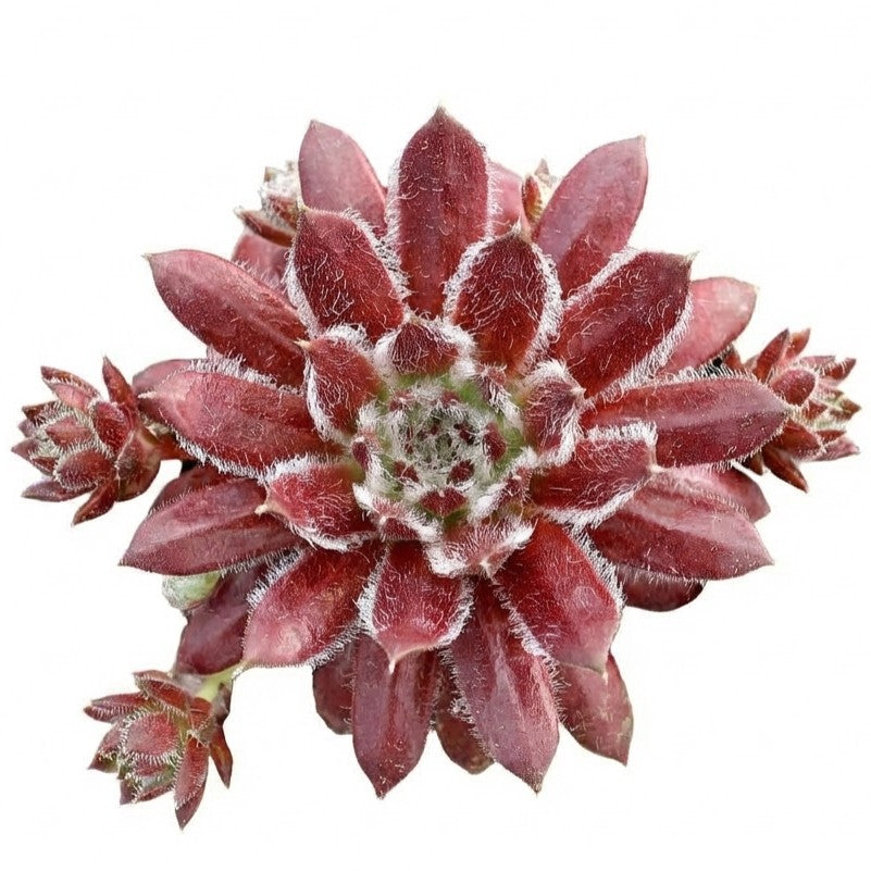 Sempervivum 'Urmina' on a white background, green succulents, indoor succulents, succulent care guide, buy succulents online