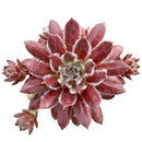 Potted Sempervivum 'Urmina' on a white background, green succulents, indoor succulents, succulent care guide, buy succulents online