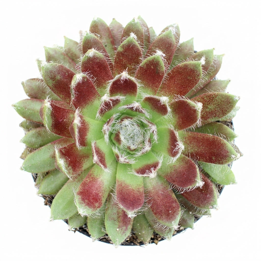 Close-up of a Sempervivum 'Urmina' on a white background, green succulents, indoor succulents, succulent care guide, buy succulents online
