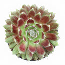 Potted Sempervivum 'Urmina' on a white background, green succulents, indoor succulents, succulent care guide, buy succulents online