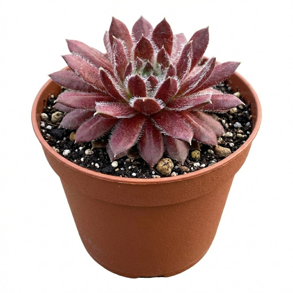 Close-up of a Sempervivum 'Urmina' in a clay pot on a white background, green succulents, indoor succulents, succulent care guide, buy succulents online