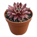 Potted Sempervivum 'Urmina' on a white background, green succulents, indoor succulents, succulent care guide, buy succulents online