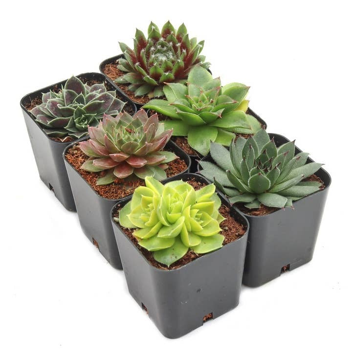 Sempervivum variety pack, live hen and chicks succulents, cold hardy succulents, 2 inch succulent pots, bulk succulents