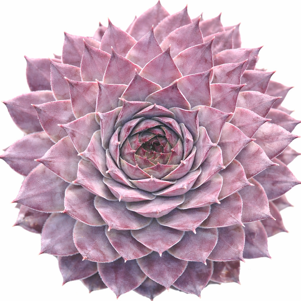 Buy succulents online, Succulent plants for sale, Succulent gifts, Growing succulents indoors, Small indoor plants