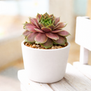 Buy succulents online, Succulent plants for sale, Succulent gifts, Growing succulents indoors, Small indoor plants