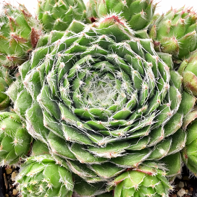 easy care indoor succulents Sempervivum ‘Webbi Flame’