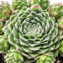 8-pack of 2" live plants for sale. Pick eight favorite plants and enjoy a variety of compact plants in 2" pots. Great for plant collections, gifting, decorating small spaces, and indoor gardening.