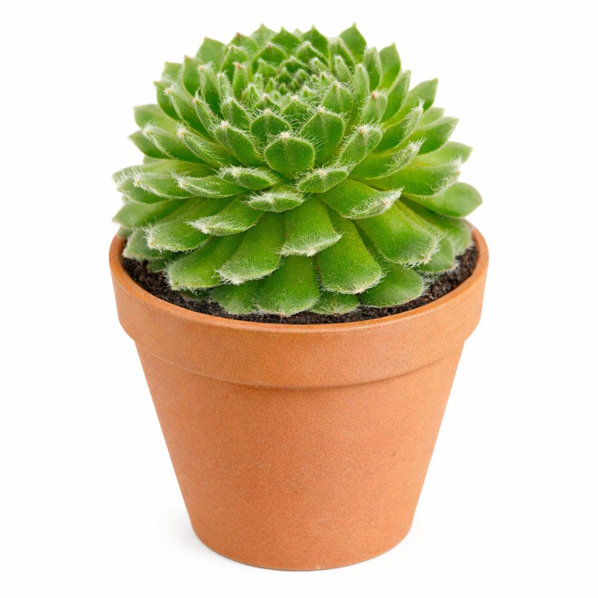 2 inch Sempervivum 'Butterfly', pink succulents, indoor succulents, succulent care guide, buy succulents online