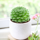 rare Sempervivum Butterfly 2 inch succulent for sale, drought tolerant Sempervivum Butterfly, pet friendly outdoor succulent plant