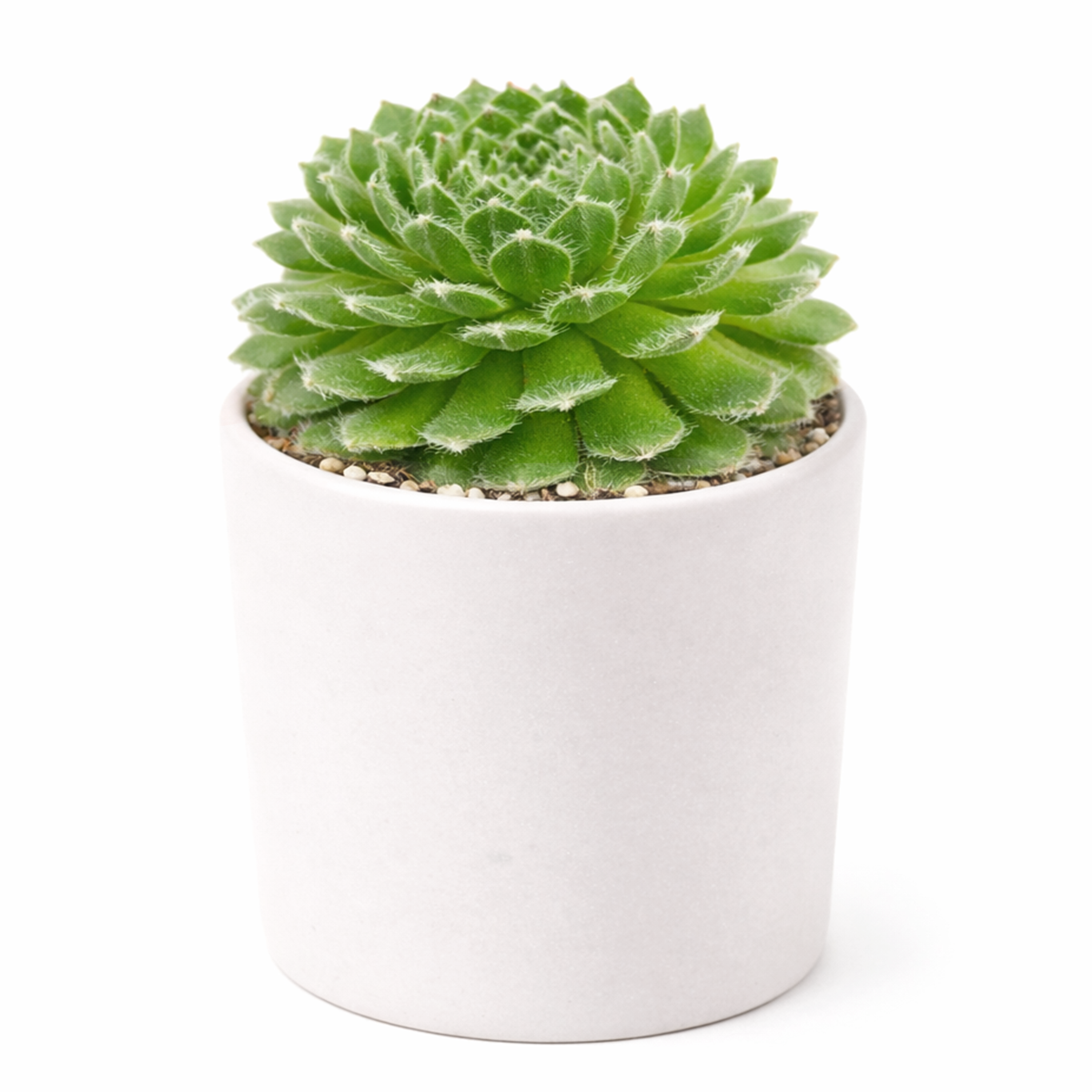 2 inch sempervivum butterfly live succulent plant for sale, hens and chicks butterfly for outdoor garden beds, low maintenance sempervivum for sunny gardens