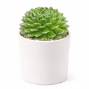 rare Sempervivum Butterfly 2 inch succulent for sale, drought tolerant Sempervivum Butterfly, pet friendly outdoor succulent plant