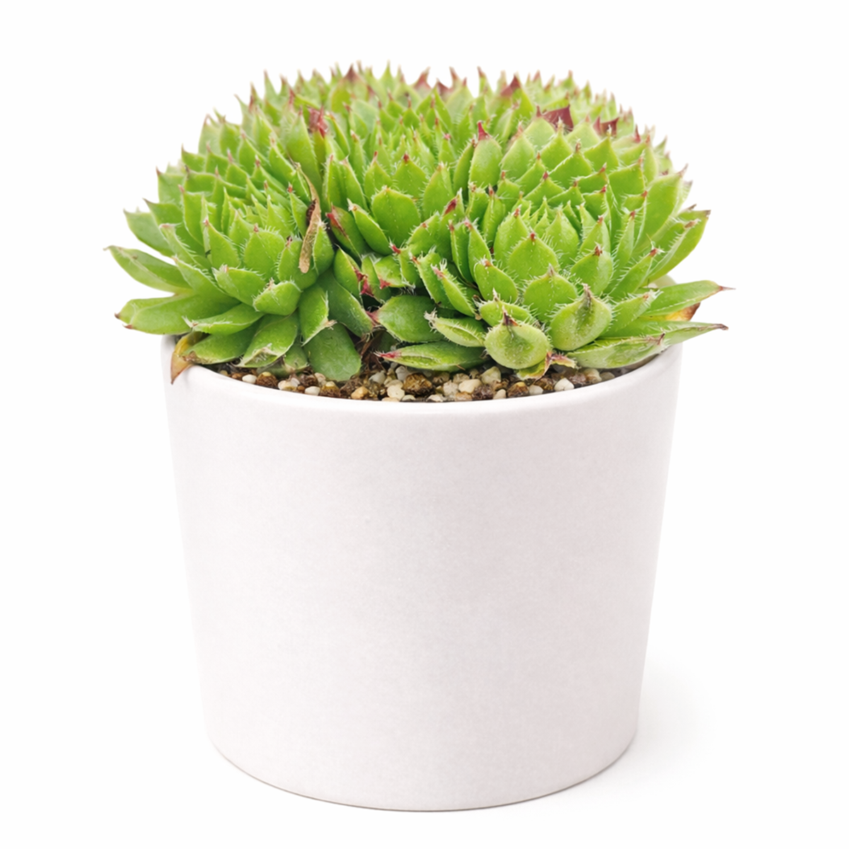 2 inch sempervivum chrysanthemum live succulent plant for sale, sempervivum chrysanthemum drought tolerant garden plant, sempervivum chrysanthemum textured rosette collectors plant