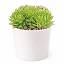 2 inch sempervivum chrysanthemum live succulent plant for sale, sempervivum chrysanthemum layered flower-like rosette succulent,  plant lover gift rare sempervivum variety