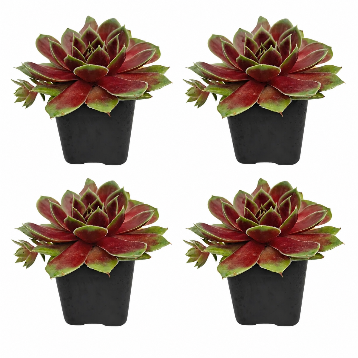 Sempervivum 'Coconut Crystal' 4-pack live plants for sale. These hardy rosette succulents feature soft green foliage with light, frosty coloring. Easy to grow, they prefer bright light, well-draining soil, and occasional watering.