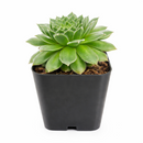 buy sempervivum hot stuff hens and chicks 2 inch online, rare sempervivum hot stuff for succulent collectors, colorful sempervivum hot stuff hens and chicks variety
