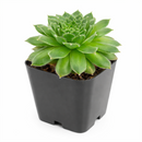 buy sempervivum hot stuff hens and chicks 2 inch online, rare sempervivum hot stuff for succulent collectors, colorful sempervivum hot stuff hens and chicks variety