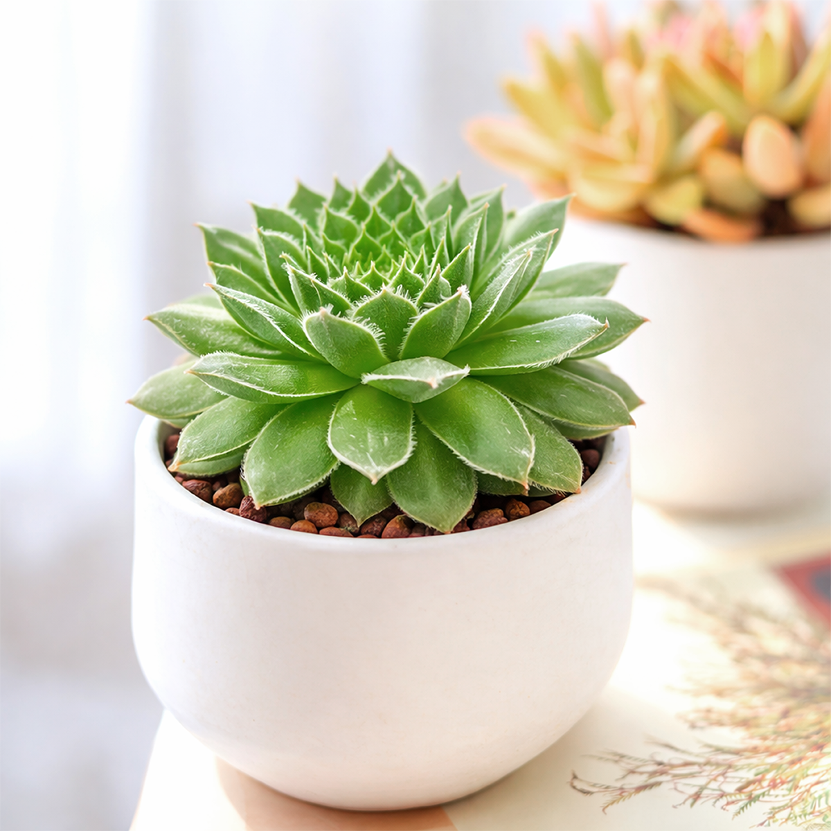 2 inch sempervivum hot stuff exclusive live succulent plant for sale, low maintenance succulent for sunny gardens, ornamental sempervivum hot stuff outdoor plant