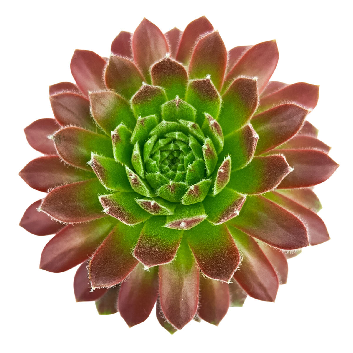 Close-up of a Sempervivum 'Icicle', green succulents, indoor succulents, succulent care guide, buy succulents online