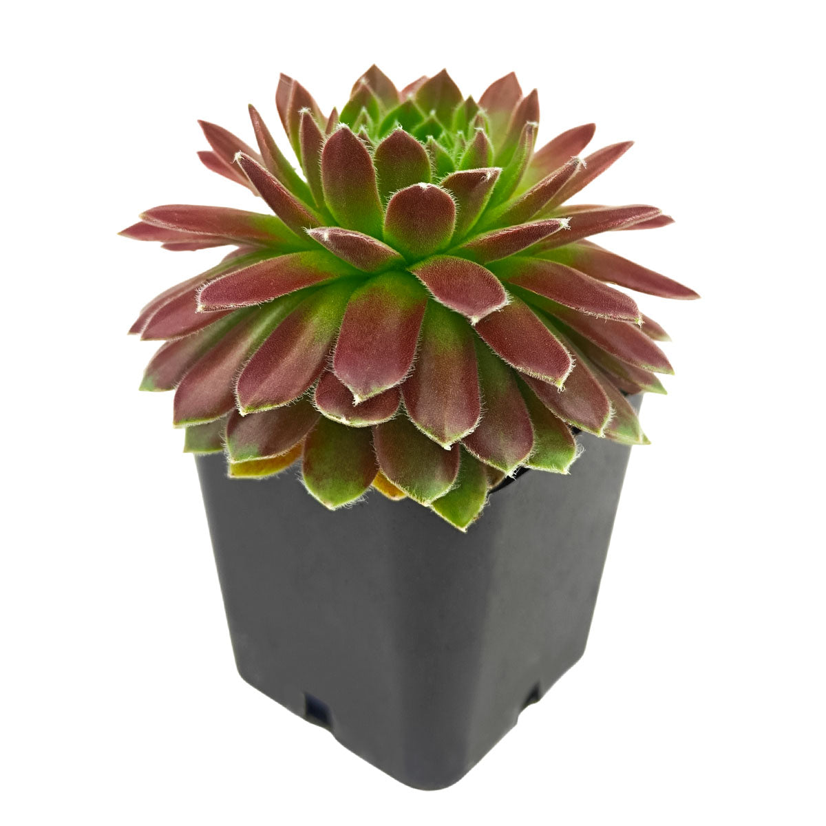 Sempervivum 'Icicle', green succulents, indoor succulents, succulent care guide, buy succulents online