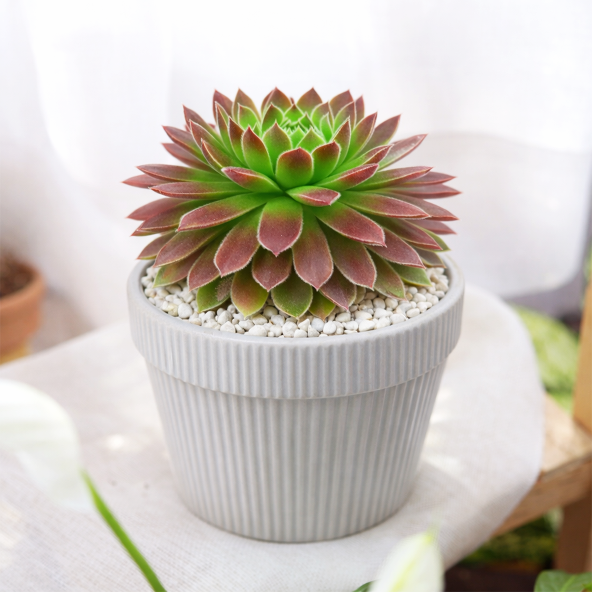 2 inch Sempervivum 'Icicle', green succulents, indoor succulents, succulent care guide, buy succulents online