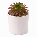 buy sempervivum icicle hens and chicks 2 inch online, sempervivum icicle frosty white tipped rosette succulent, outdoor succulent for patio and container planters