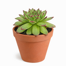 buy 2 inch sempervivum karola hens and chicks online, rare sempervivum karola hens and chicks variety, hardy succulent for cold climate outdoor gardens