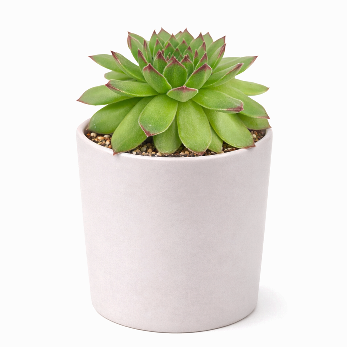 2 inch Sempervivum Karola,  succulent care guide, buy succulents online, Decorative small plants for home, Cute desk plants