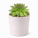 buy 2 inch sempervivum karola hens and chicks online, rare sempervivum karola hens and chicks variety, hardy succulent for cold climate outdoor gardens