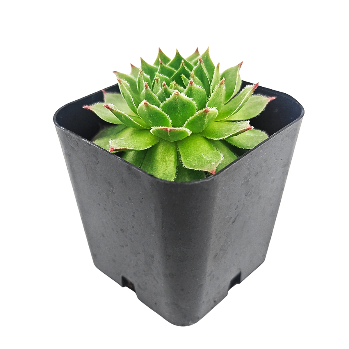 2 inch Sempervivum 'Lime Frost', indoor succulents, succulent care guide, buy succulents online