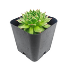 2 inch Sempervivum Lime Frost succulent live plant for sale, Sempervivum Lime Frost succulent live plant, compact rosette succulent variety