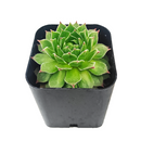 2 inch Sempervivum Lime Frost succulent live plant for sale, Sempervivum Lime Frost succulent live plant, compact rosette succulent variety