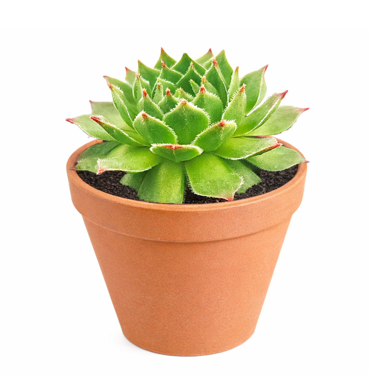 buy 2 inch sempervivum lime frost hens and chicks online, low maintenance sempervivum for sunny gardens, hardy outdoor succulent gift hens and chicks